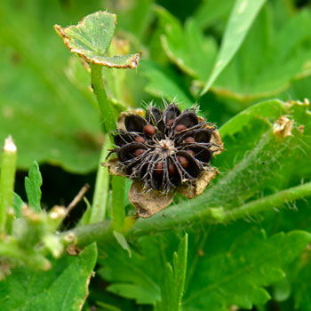 Modiola caroliniana, Carolina Bristlemallow Modiola caroliniana, Carolina Bristlemallow